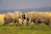 African Elephants Amboseli Kenya